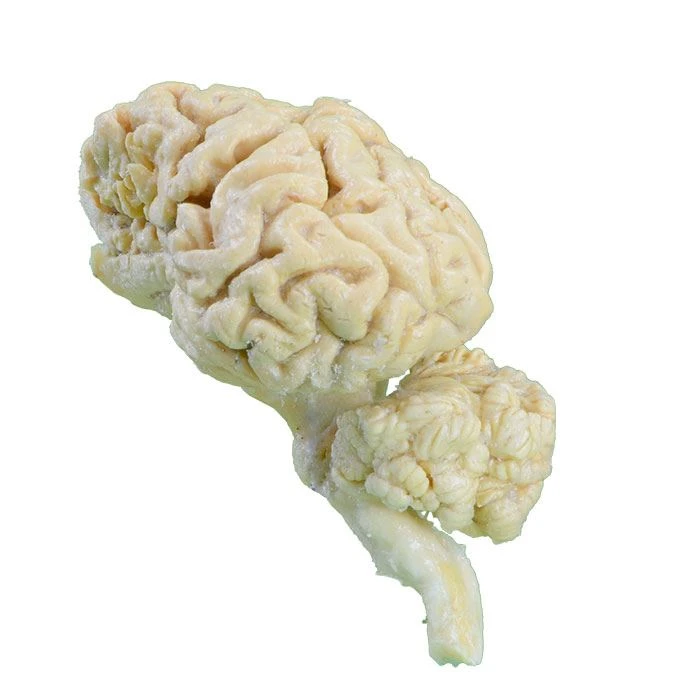 外贸快车Plasticized-Plastinated-Brain-Hemispheres-of-Cow-2