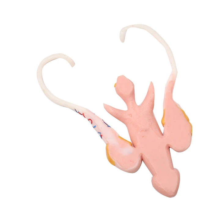 Human Male Reproductive Organ Silicone Anatomy Model