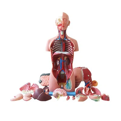 Torso anatomi manusia