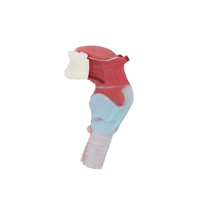 Tongue, Teeth Connecting Throat Silicone Anatomy Model