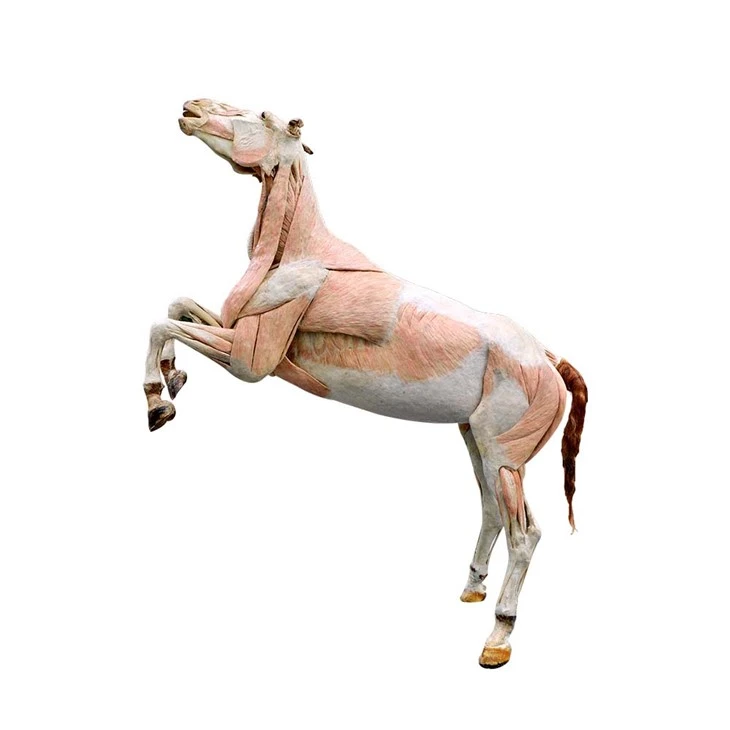 Horse Plastination