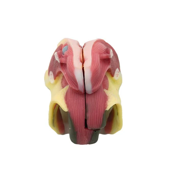 Female Genital Organ Model