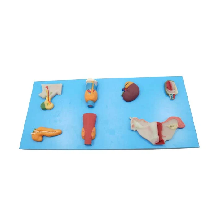 Model Organ Endokrin