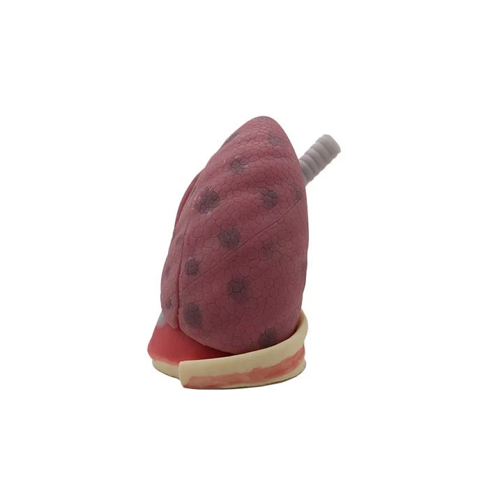soft human lung models