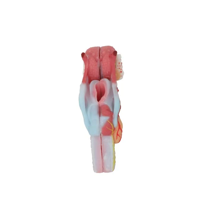 Larynx Anatomy Model