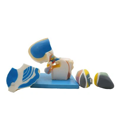 Model Anatomi Bagian Tubuh Manusia