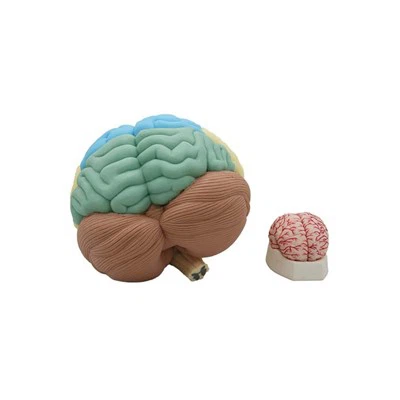 Model Otak Neuroanatomi