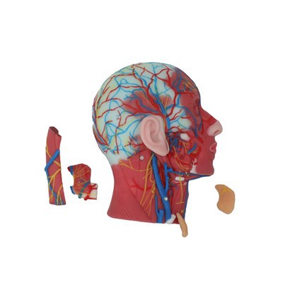 Model Anatomi Vaskular Kepala Dan Leher